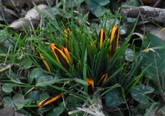 Crocus angustifolius
