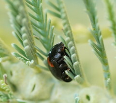 Peltoschema tetraspilotum