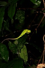 Bronchocela jubata