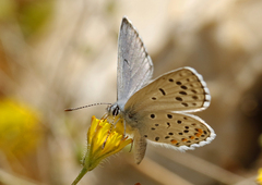 Pseudophilotes vicrama