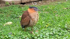 Gorsachius melanolophus