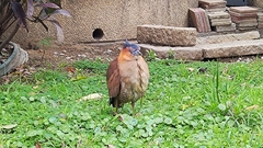 Gorsachius melanolophus