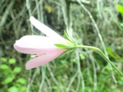 Hibiscus pedunculatus