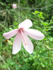 Hibiscus pedunculatus