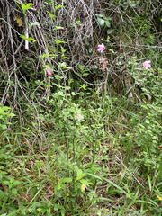 Hibiscus pedunculatus