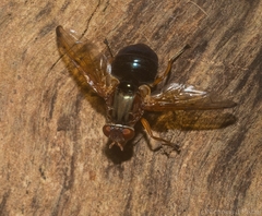 Lamprogaster flavipennis