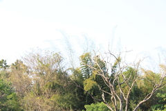 Mycteria leucocephala