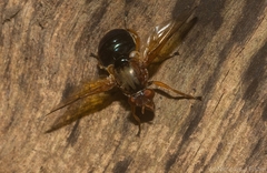 Lamprogaster flavipennis