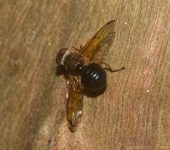 Lamprogaster flavipennis