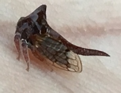 Oxyrhachis