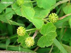 Hydrocotyle mexicana
