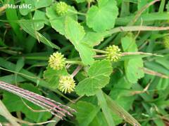 Hydrocotyle mexicana