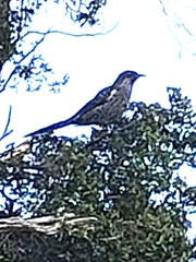 Anthochaera chrysoptera