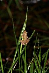 Chalcorana chalconota