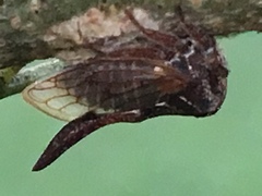 Oxyrhachis