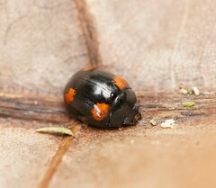 Peltoschema tetraspilotum