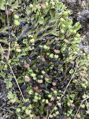 Marchantia