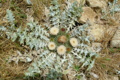 Onopordum acaulon