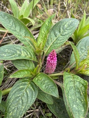 Phytolacca bogotensis