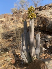 Hoodia parviflora