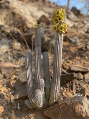 Hoodia parviflora
