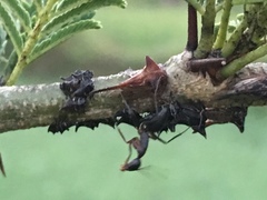 Oxyrhachis