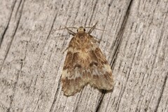 Scaphidriotis xylogramma