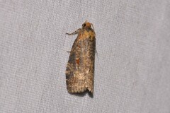 Cryptoptila australana