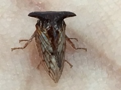 Oxyrhachis