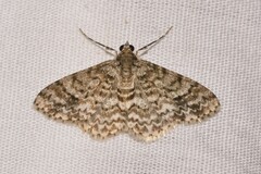 Myrioblephara desumpta