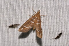 Chaetolopha niphosticha