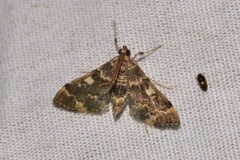 Nacoleia rhoeoalis