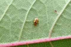 Lipromela formosana