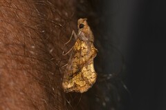 Plusiodonta arctipennis