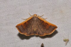 Picromorpha pyrrhopa