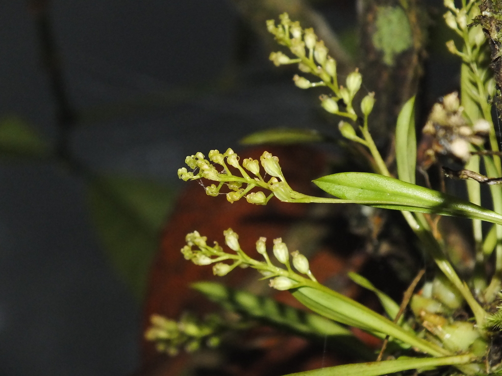 Liparis cespitosa (Liparis cespitosa)
