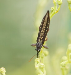 Rhinotia lineata