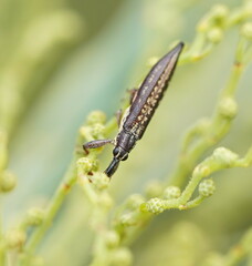 Rhinotia lineata