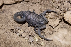 Hottentotta gentili