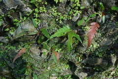 Woodwardia prolifera