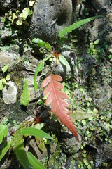 Woodwardia prolifera