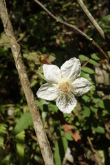 Rubus croceacanthus