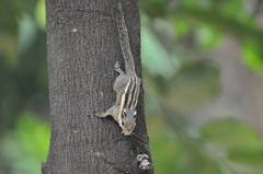 Tamiops mcclellandii