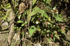 Rubus croceacanthus