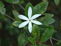 Gardenia scabrella