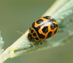 Peltoschema oceanicum