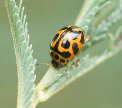Peltoschema oceanicum