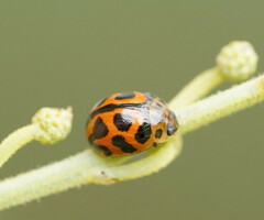 Peltoschema oceanicum