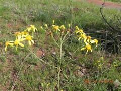 Senecio bupleuroides