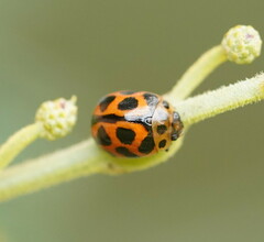 Peltoschema oceanicum